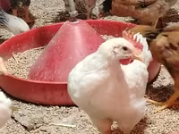 Chickens — Foto 4