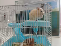 Hamster sağlam balalardır Qəfəs ilə bir yerdə satılır çatdırılma var — foto 1