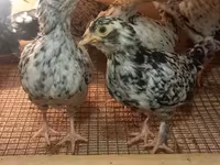 Japanisches Bantam — Foto 5