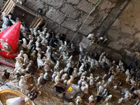 Chickens — Foto 6