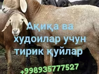 أغنام (دفعة، الجنس غير محدد), الأغنام — الصورة 4