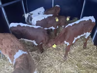 Bulle, Simmental cattle — Foto 2