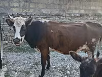 بقرة, Simmental cattle — الصورة 1