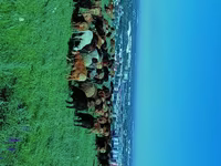 Ram, Sheep — photo 7