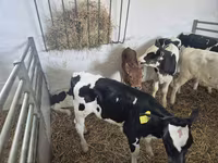 Bulle, Russian Black pied cattle — Foto 6