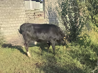 بقرة, الماشية — الصورة 4