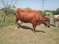 गाय, Latvian Blue cattle — फ़ोटो 2