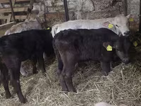 Toro, Simmental cattle — foto 5