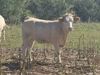 Сиыр, Charolais cattle — 2-сурет