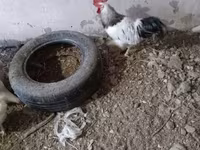 Chickens — Foto 1