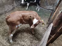 Bulle, Simmental cattle — Foto 3