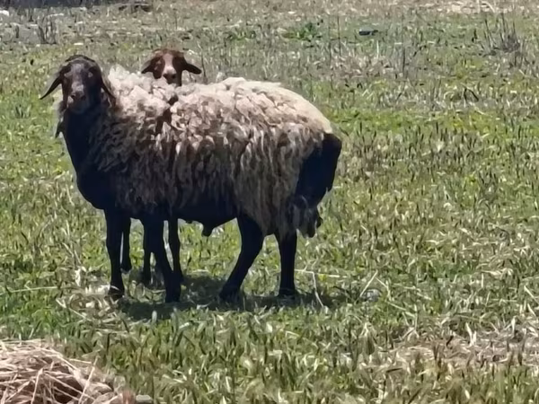 Oveja, Ovejas