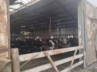 母牛, Cattle — 照片 3