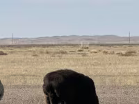 Widder, Edilbay sheep — Foto 1