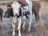 بقرة, Simmental cattle — الصورة 2