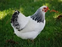 أدلر سيلفر — الصورة 2