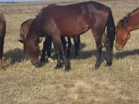 Stute, Horse breed — Foto 4