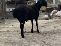 Widder, Hissar sheep — Foto 3