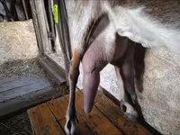 बकरी, Beetal goats — फ़ोटो 5