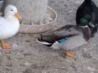 Ducks — الصورة 2