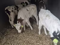 Toro, Simmental cattle — foto 1