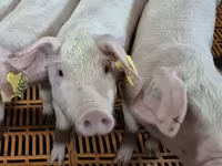 公牛, Cattle — 照片 1