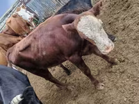 公牛, Kazakh White-headed cow — 照片 4