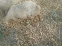 Oveja, Ovejas — foto 2