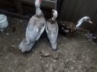 Ducks — Foto 5
