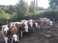 Бұқа, Simmental cattle — 5-сурет