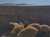 كبش, الأغنام — الصورة 1