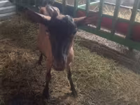 बकरी, Alpine goat — फ़ोटो 2