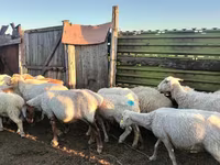 Oveja, Ovejas — foto 1