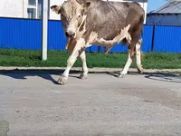 Bulle, Simmental cattle — Foto 3