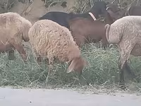 نعجة, الأغنام — الصورة 4