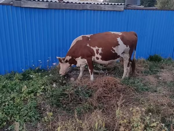 Kuh, Latvian Blue cattle