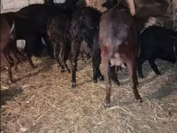 Ziegenbock, Ziegen — Foto 2