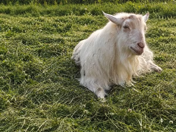 Keçi, Kamori goats