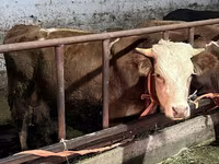 Toro, Simmental cattle — foto 1