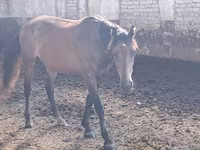 Horse (M), Kazakh horse — photo 4