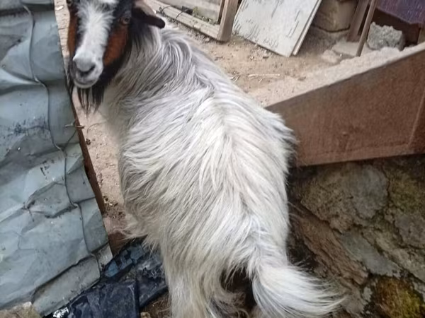Коза, Кози