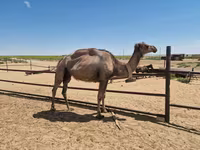 ناقة, الجمال — الصورة 4