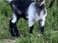 تيس, Alpine goat — الصورة 3