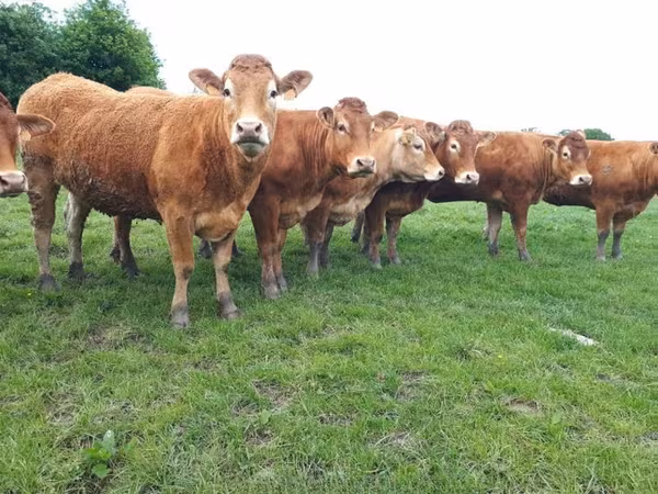 Mucca limousine