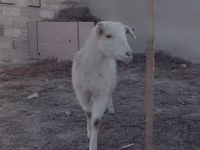 عنزة, Saanen goat — الصورة 3