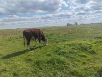 Bulle, Simmental cattle — Foto 5