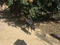 Chickens — foto 4