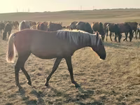 Stute, Kazakh horse — Foto 1