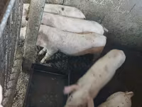 मादा सूअर, सूअर — फ़ोटो 3