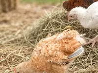 Chickens — फ़ोटो 2